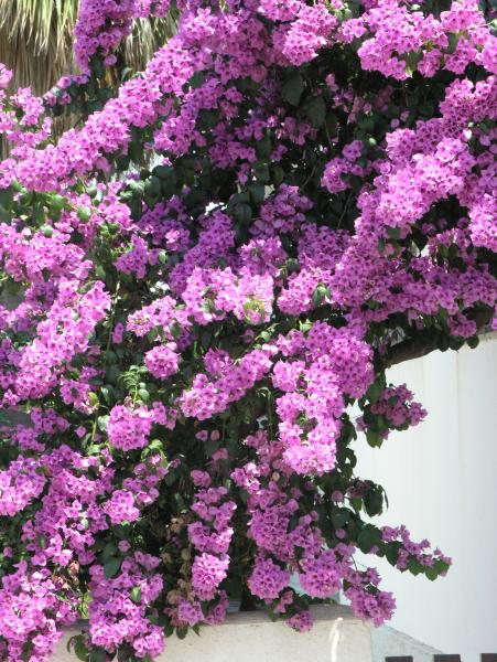 Oleander an der K&uuml;stenstra&szlig;e